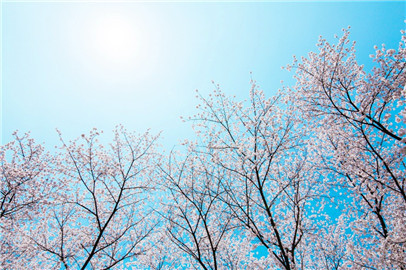 莫道浮云終蔽日，嚴冬過盡綻春蕾
