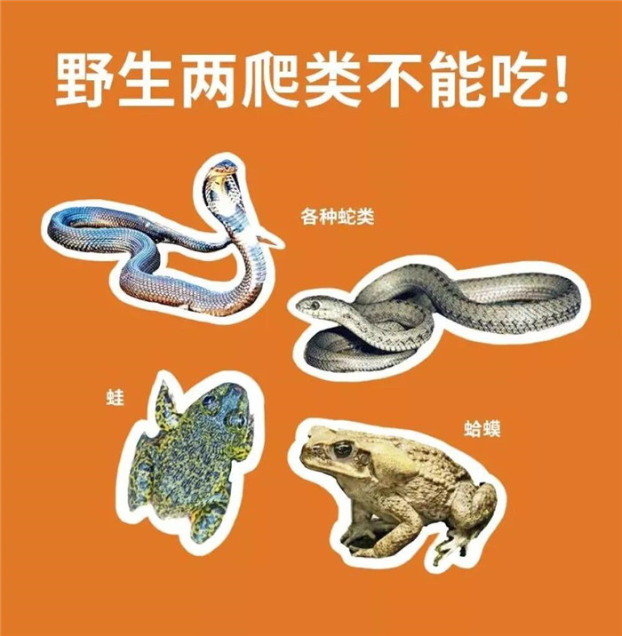 拒絕野味,從我做起!
