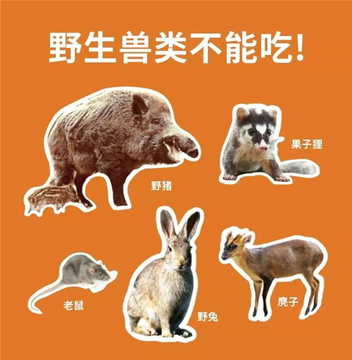拒絕野味,從我做起!